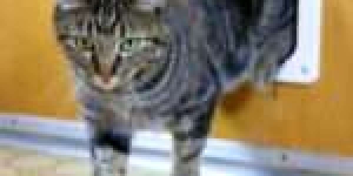 "A Guide To Cat In Wall Door Fitting In 2024