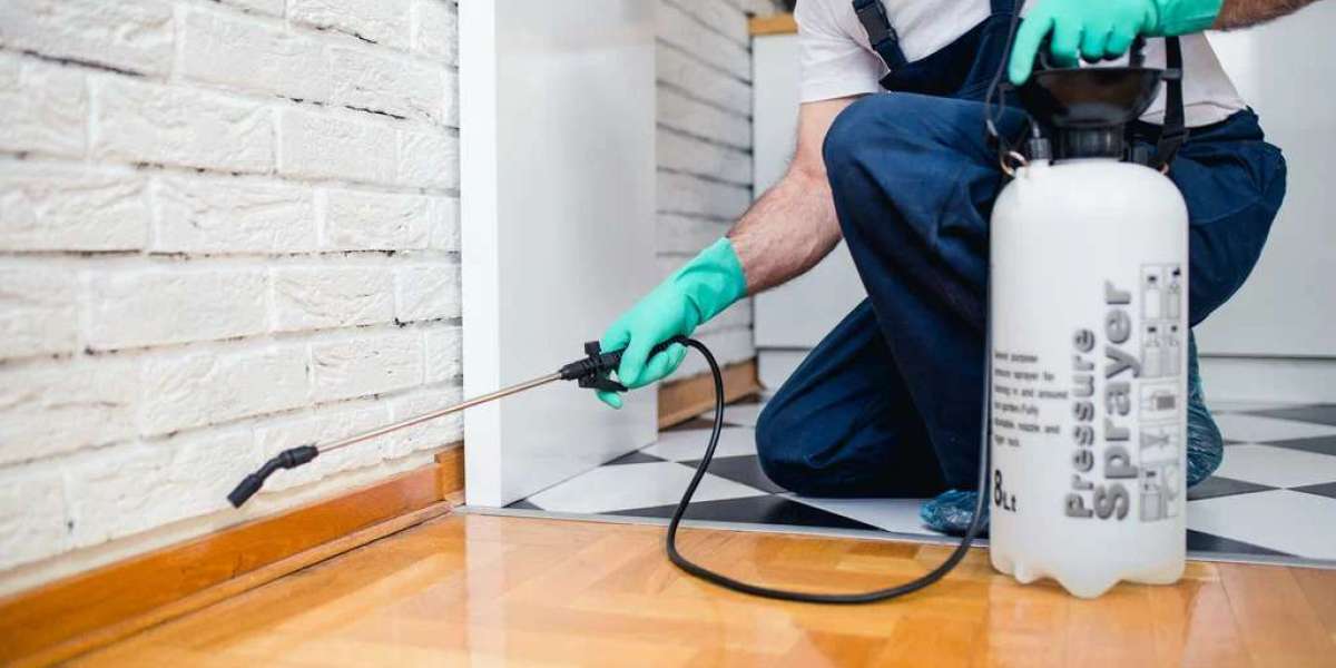 Termite Control Services in Rawalpindi and Islamabad – Protect Your Home from Damage