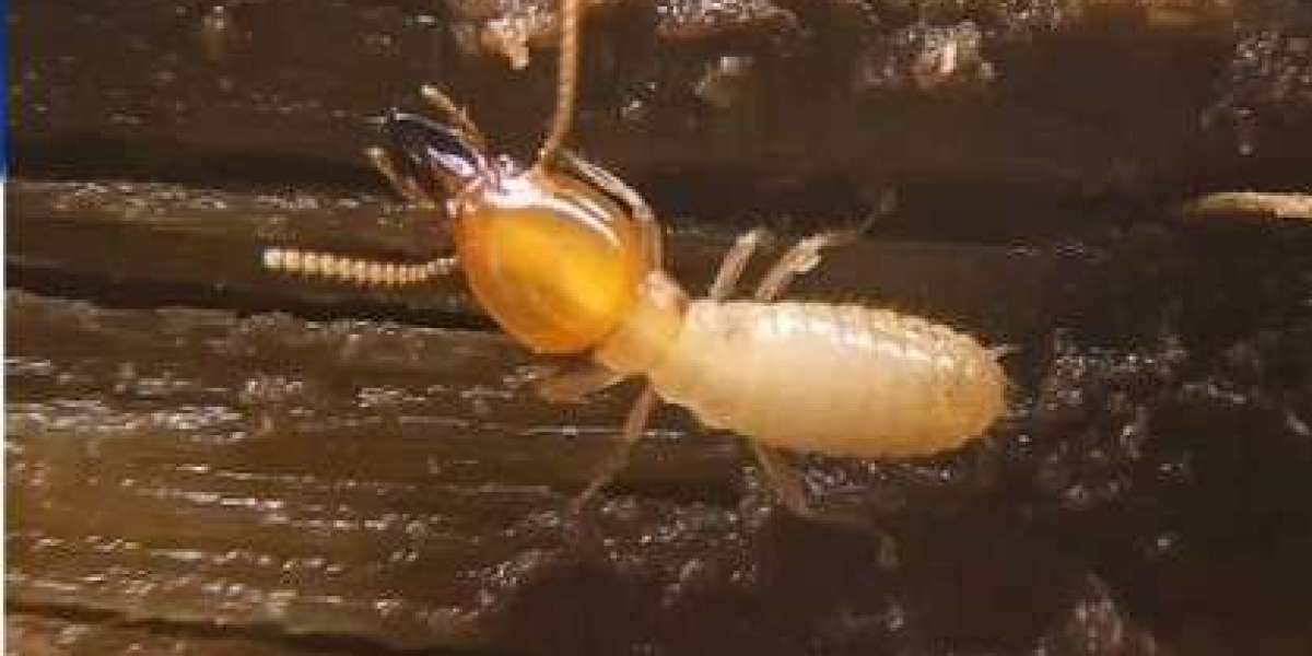 Why Pest Control Requires Professional Expertise