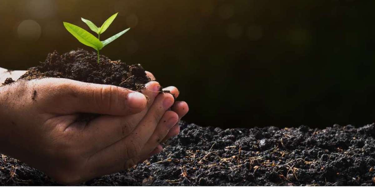 How the Soil Cycle Supports Plant Growth and Ecosystem Balance