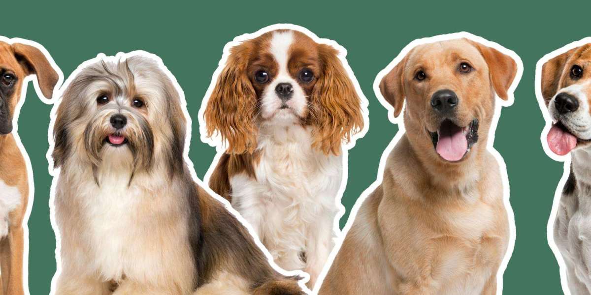 Dog Food Calculator: How to Feed Your Dog the Right Amount Every Day