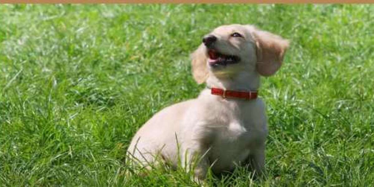 Puppy Boot Camp San Antonio, TX