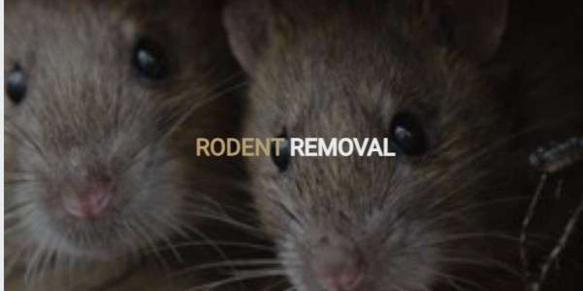 Termite Treatments Bronx: Protecting Your Property from Hidden Structural Damage