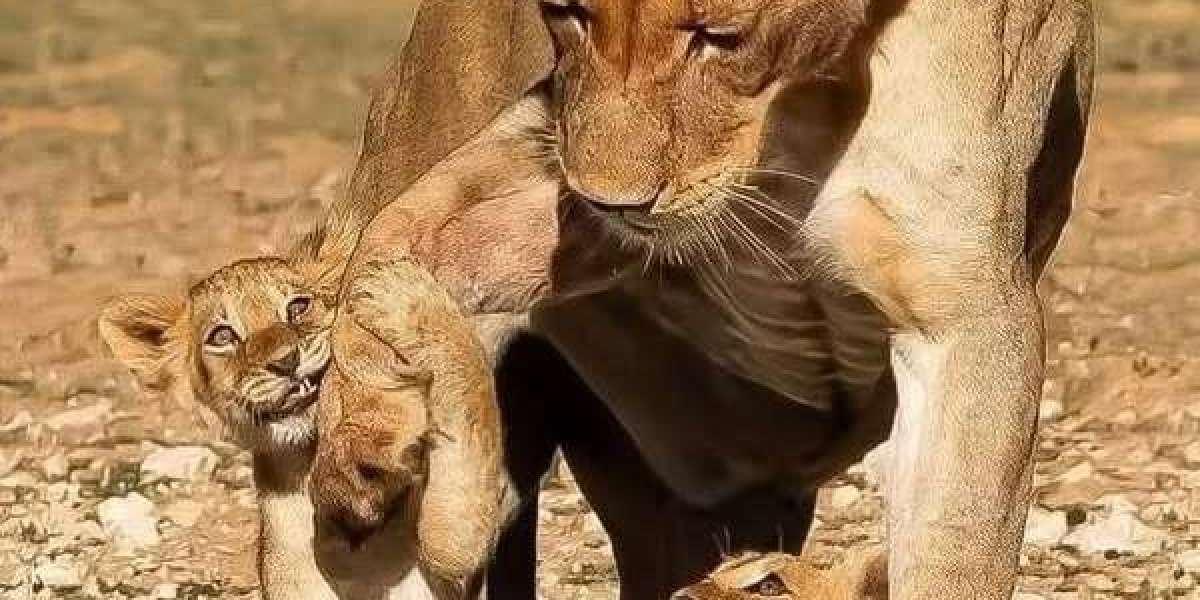 Rays announce departure of staff members Presidents Brian Auld and Matt Silverman