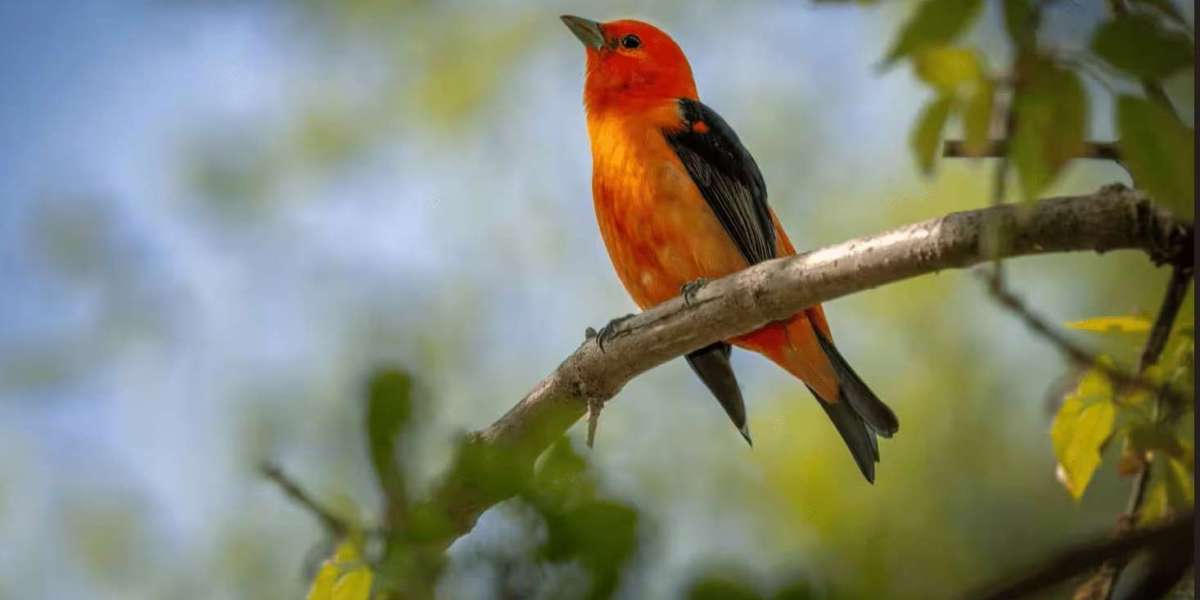 Effective Warehouse Bird Control Solutions for Safer and Cleaner Facilities