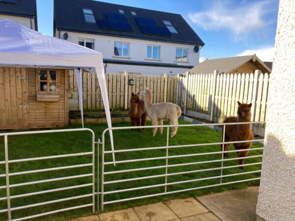 Alpacas Event Entertainment | Hire Alpacas for Events
