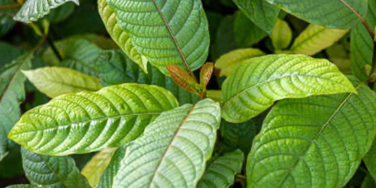 What Is Better for Sleep Red or Gold Kratom ?