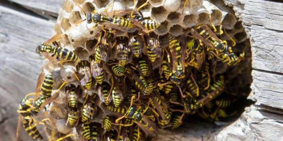 Local Specialists for Eliminating Hazardous Nesting Problems in Nassau County