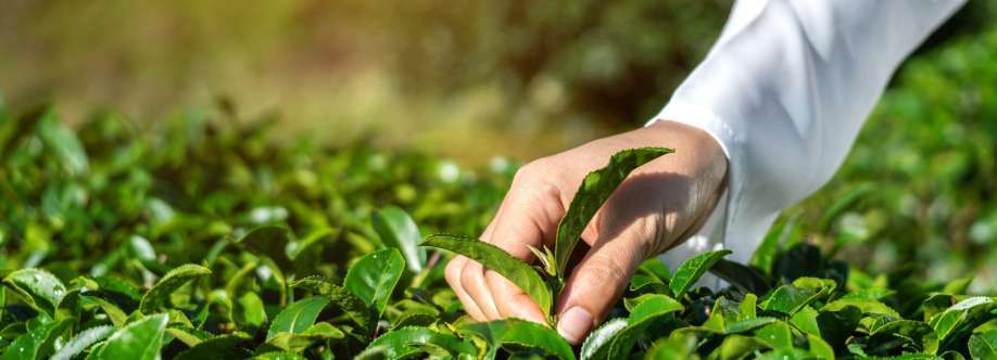 Nelsons Tea Cover Image