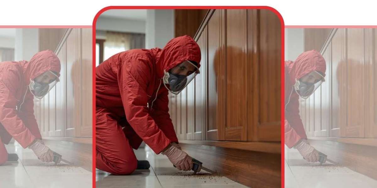 Get Rid of Infestations with Pest Control Care India: Your Trusted Ant Pest Control Service Mumbai