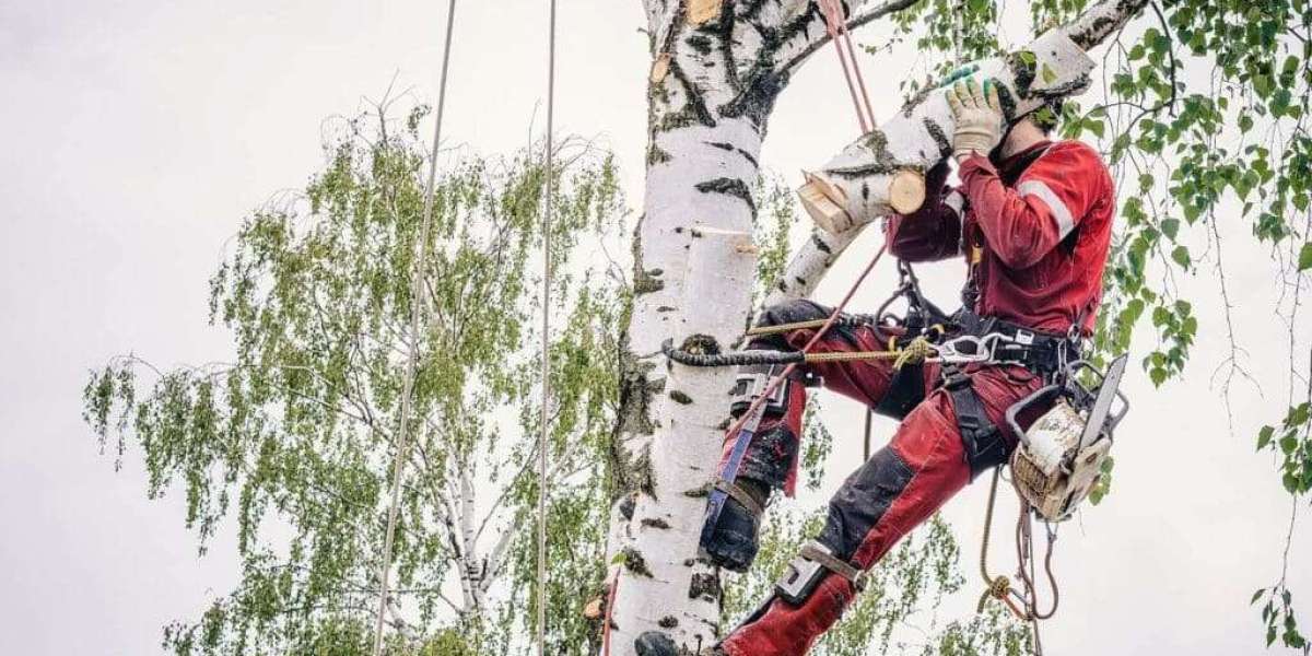 Why Should You Choose Professional Tree Service in Riverside IL for a Safer and Healthier Property?