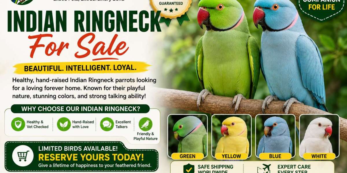 Discover Beautiful Companion Parrots With Trusted Care From ExoticPetHQ Today