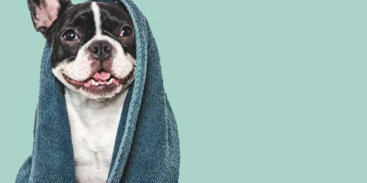 What to Expect at Your Pet's First Grooming Visit