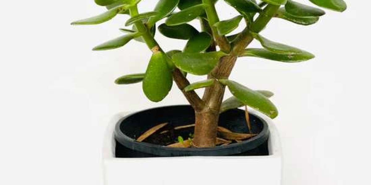 Why Plant Gifts Are Replacing Traditional Presents