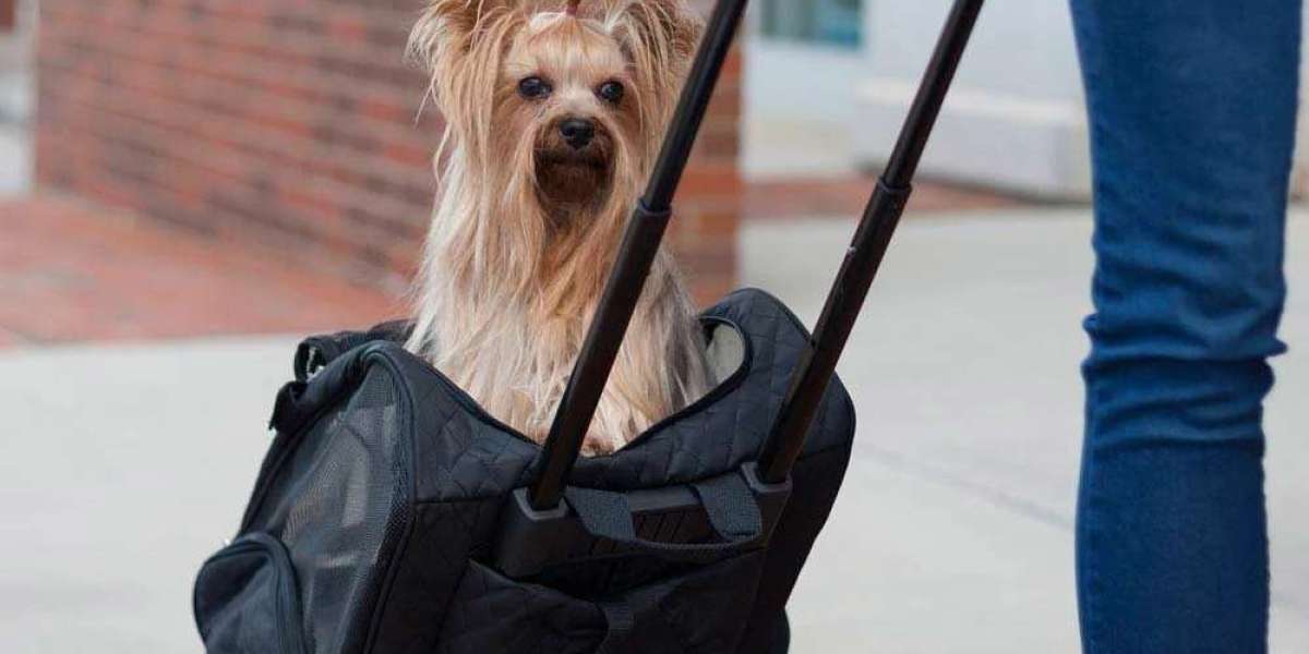 Pet Carrier UK: A Complete Guide to Choosing the Best Carrier