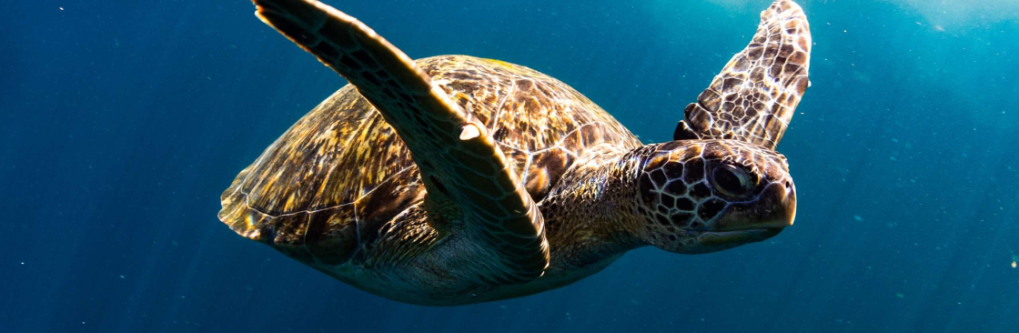 Phuket Dive Center Cover Image