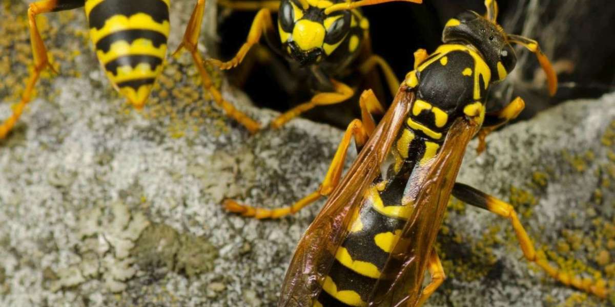 Bee Removal Company: Safe Bee Control in Jamaica, Queens