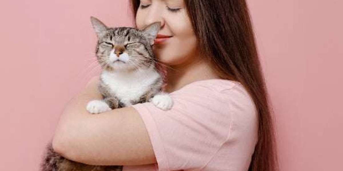 Complete Guide to Choosing Safe and Reliable Cat Supplies