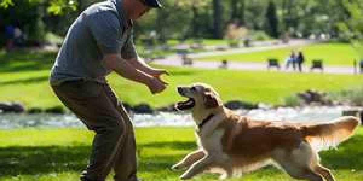 Puppy Boot Camp San Antonio TX